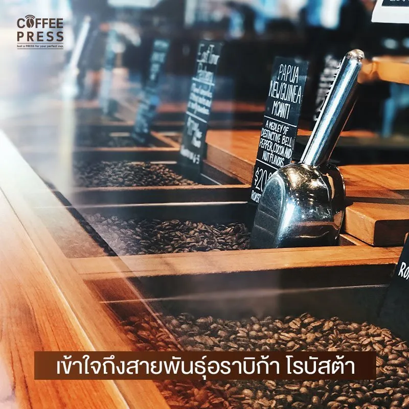 สายพันธุ์ของกาแฟ